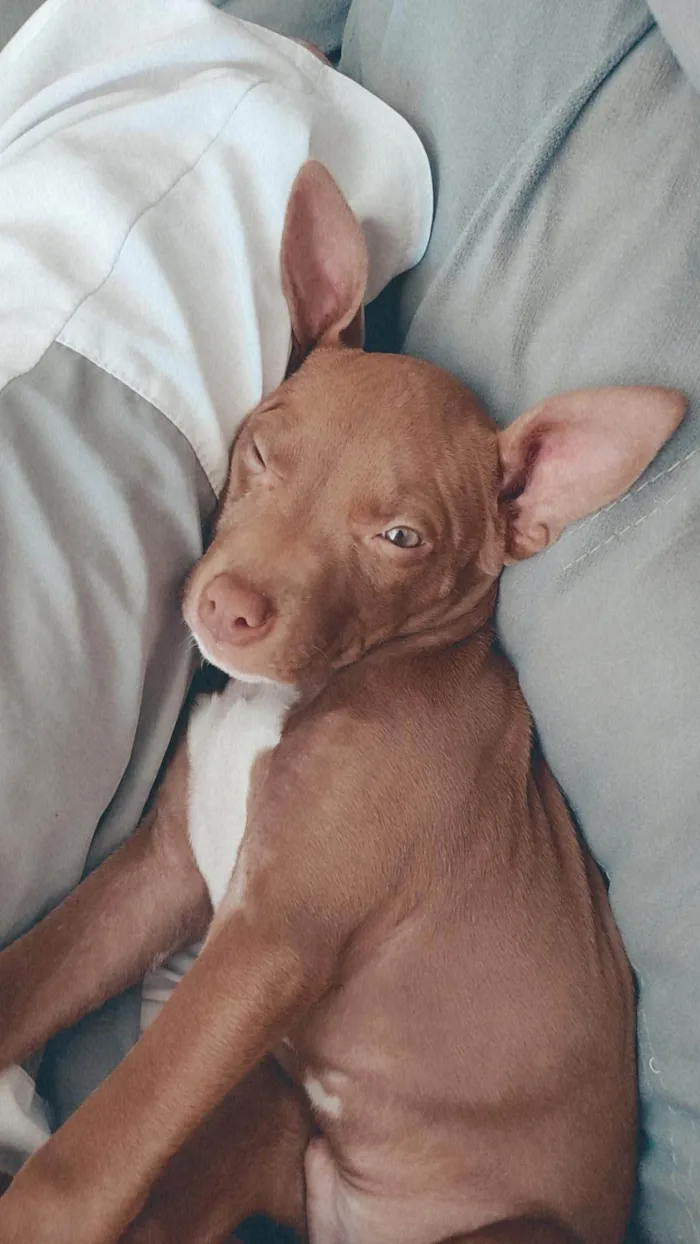 Cachorro ra a Pitbull  idade 2 a 6 meses nome Pint