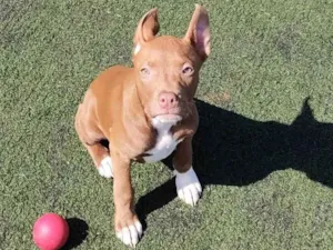 Cachorro raça Pitbull  idade 2 a 6 meses nome Pint