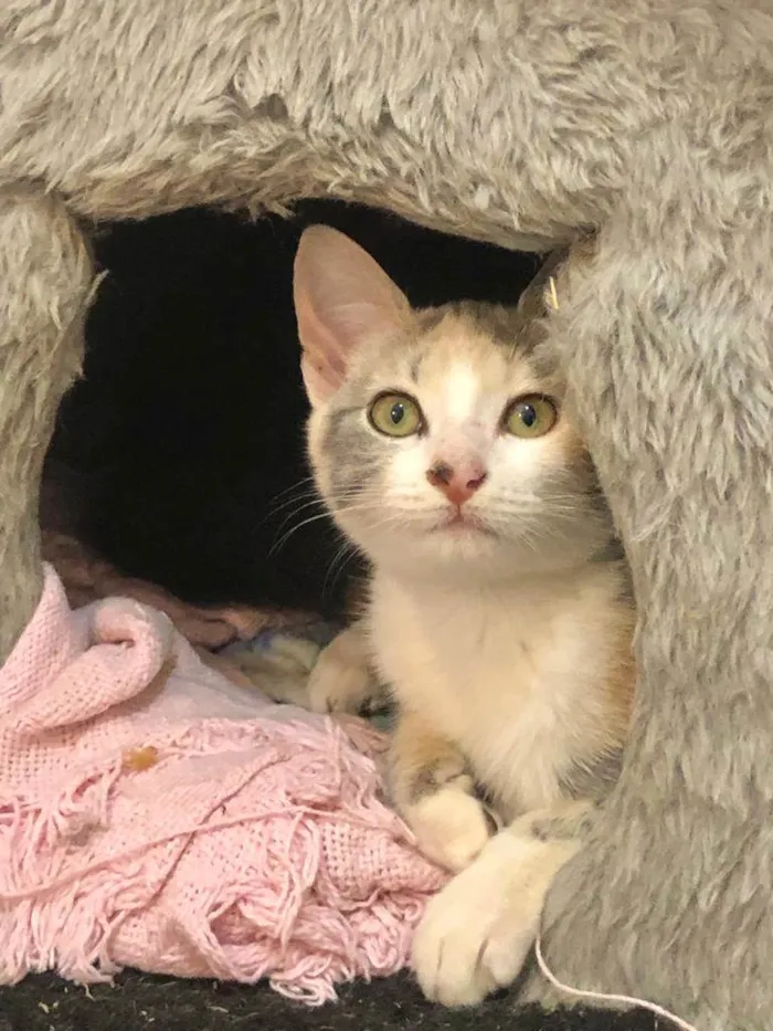 Gato ra a SRD-ViraLata idade 2 a 6 meses nome Seberg