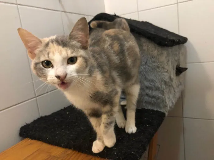Gato ra a SRD-ViraLata idade 2 a 6 meses nome Seberg