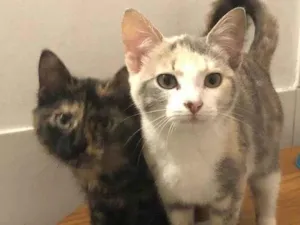 Gato raça SRD-ViraLata idade 2 a 6 meses nome Seberg