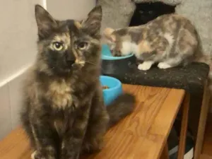Gato raça SRD-ViraLata idade  nome Sophia Loren