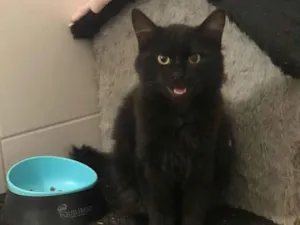 Gato raça SRD-ViraLata idade 2 a 6 meses nome Marcelo Mastroianni
