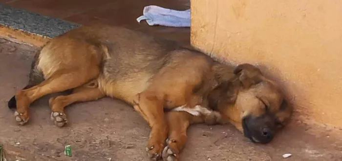 Cachorro ra a  idade 2 a 6 meses nome pisquila, Ayron, chuwbaquinha