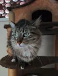 Mel