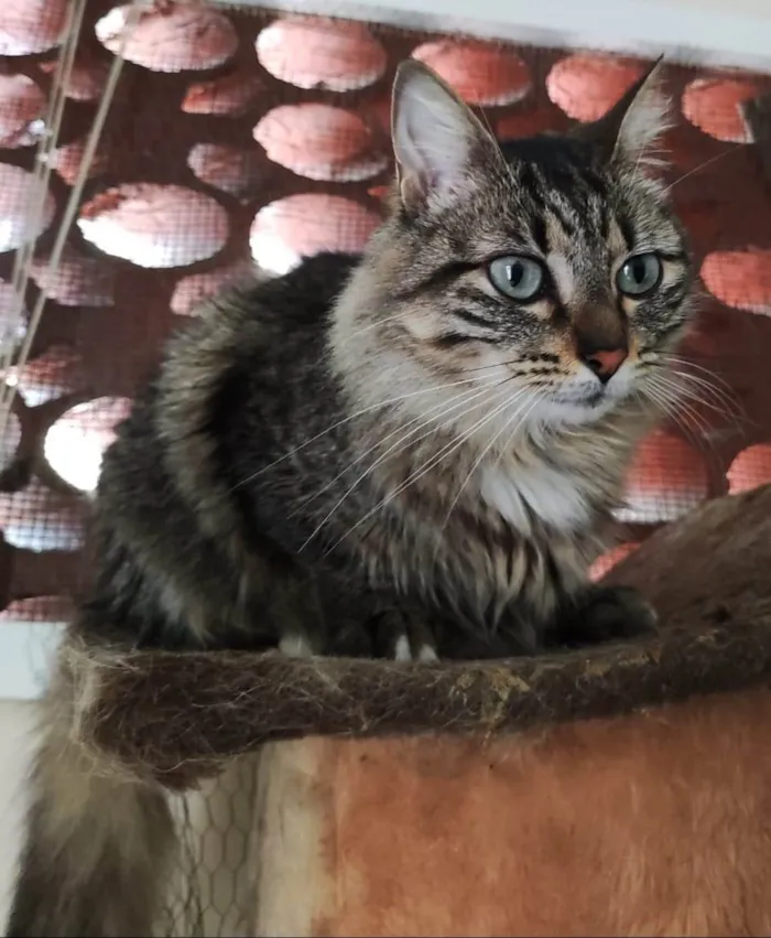 Gato ra a SRD-ViraLata idade 2 anos nome Mel