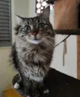 Mel