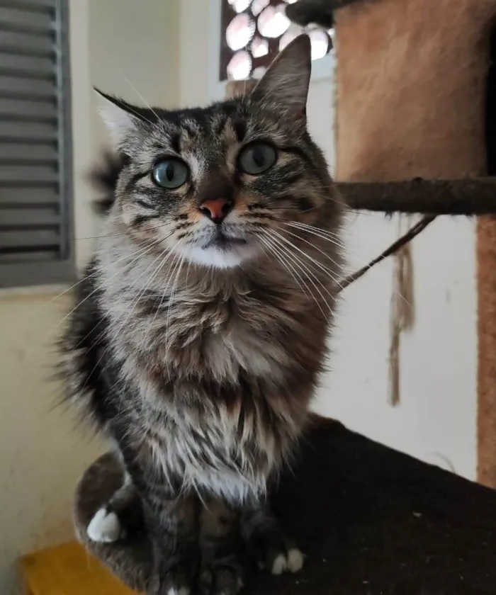 Gato ra a SRD-ViraLata idade 2 anos nome Mel