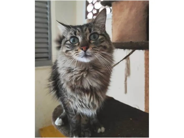 Gato ra a SRD-ViraLata idade 2 anos nome Mel