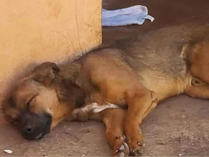 Cachorro ra a  idade 2 a 6 meses nome pisquila, Ayron, chuwbaquinha