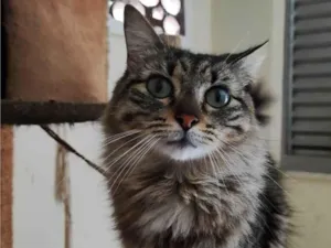 Gato raça SRD-ViraLata idade 2 anos nome Mel