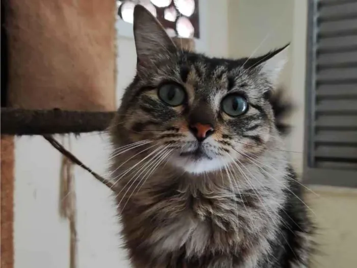 Gato ra a SRD-ViraLata idade 2 anos nome Mel