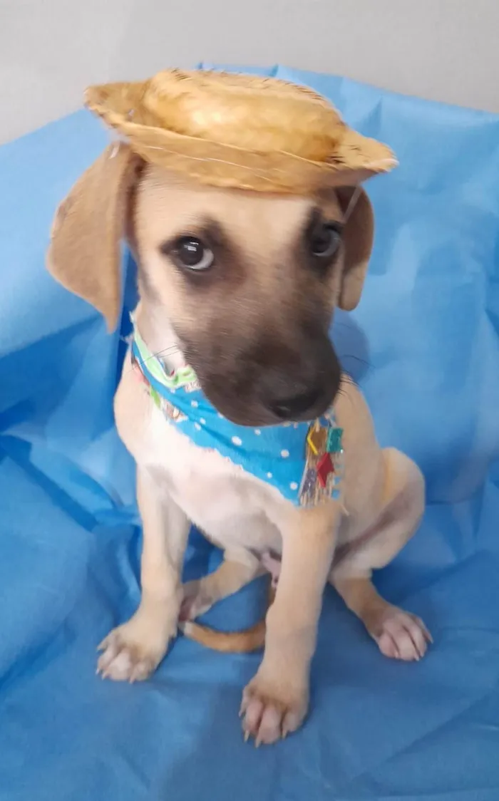 Cachorro ra a SRD-ViraLata idade 2 a 6 meses nome Filhotes 