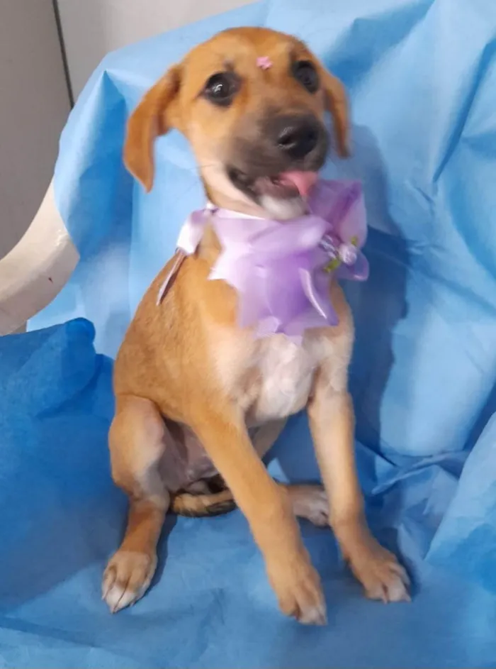 Cachorro ra a SRD-ViraLata idade 2 a 6 meses nome Filhotes 