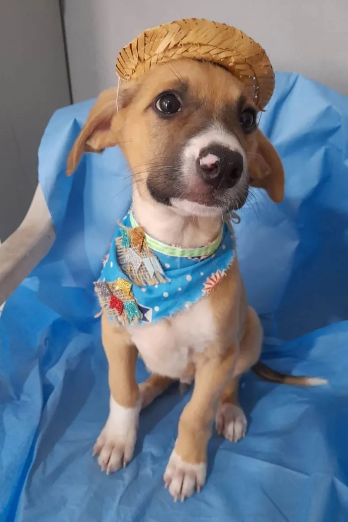 Cachorro ra a SRD-ViraLata idade 2 a 6 meses nome Filhotes 