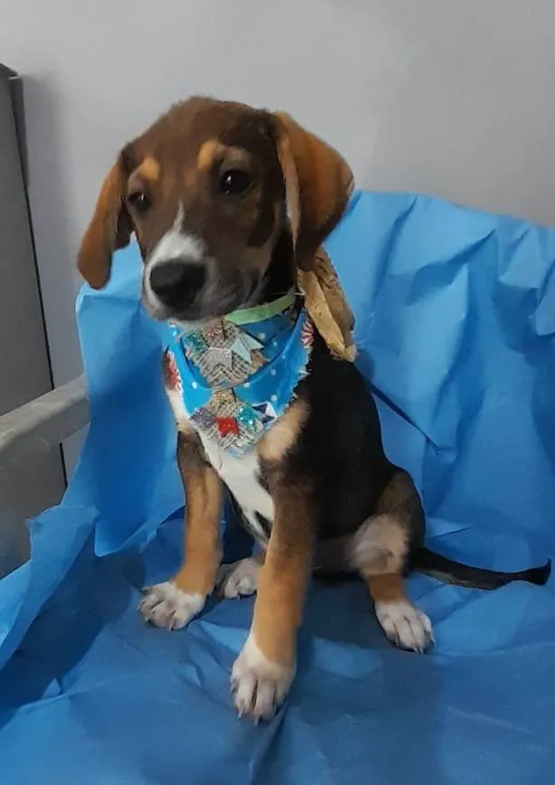 Cachorro ra a SRD-ViraLata idade 2 a 6 meses nome Filhotes 
