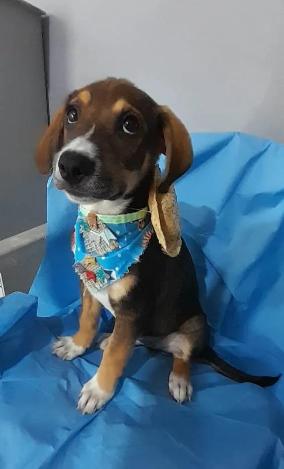 Cachorro ra a SRD-ViraLata idade 2 a 6 meses nome Filhotes 