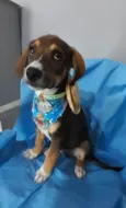 Filhotes