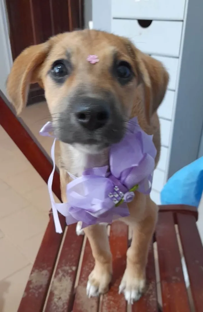 Cachorro ra a SRD-ViraLata idade 2 a 6 meses nome Filhotes 