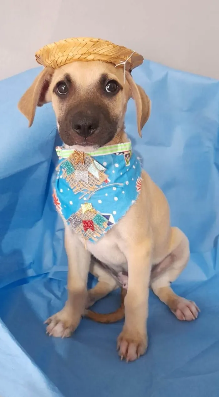 Cachorro ra a SRD-ViraLata idade 2 a 6 meses nome Filhotes 