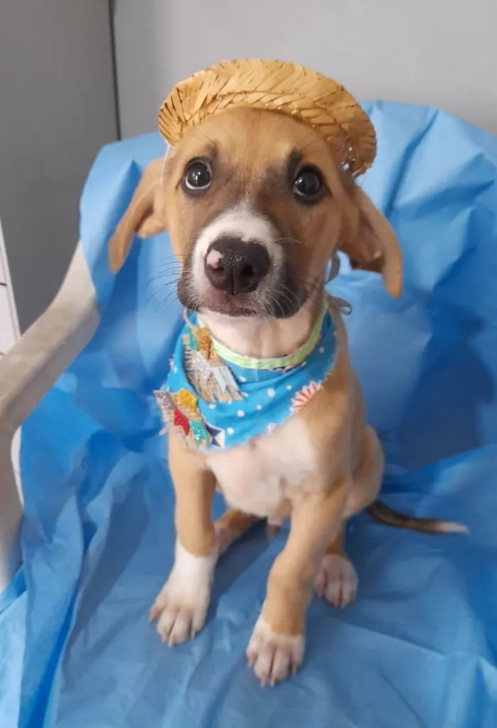 Cachorro ra a SRD-ViraLata idade 2 a 6 meses nome Filhotes 