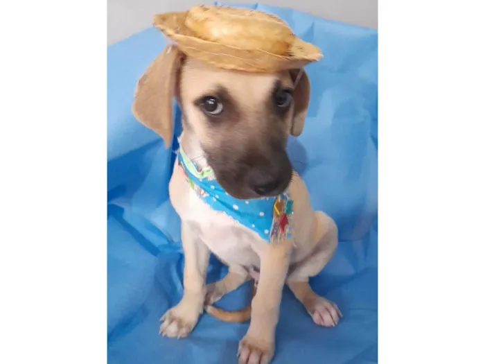 Cachorro ra a SRD-ViraLata idade 2 a 6 meses nome Filhotes 