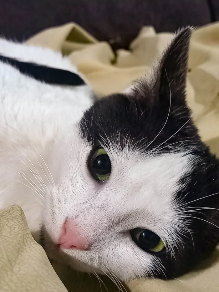 Gato ra a SRD-ViraLata idade 2 a 6 meses nome Gatinho ( fiv felv negativos )