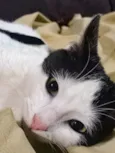 Gatinho ( fiv felv negativos )