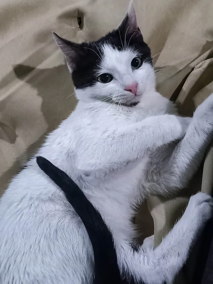Gato ra a SRD-ViraLata idade 2 a 6 meses nome Gatinho ( fiv felv negativos )