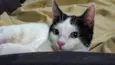 Gatinho ( fiv felv negativos )