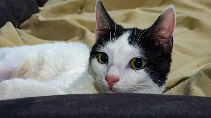Gato ra a SRD-ViraLata idade 2 a 6 meses nome Gatinho ( fiv felv negativos )