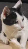 Gatinho ( fiv felv negativos )