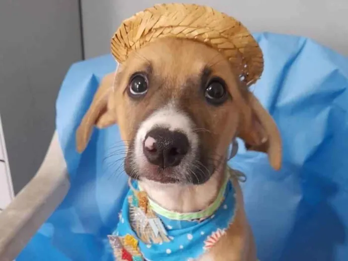 Cachorro ra a SRD-ViraLata idade 2 a 6 meses nome Filhotes 