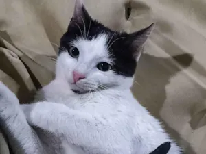 Gato raça SRD-ViraLata idade 2 a 6 meses nome Gatinho ( fiv felv negativos )