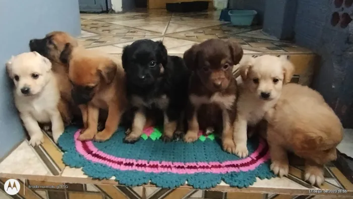 Cachorro ra a Vira lata idade  nome Toia