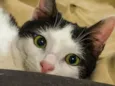 Gatinho ( fiv felv negativos )