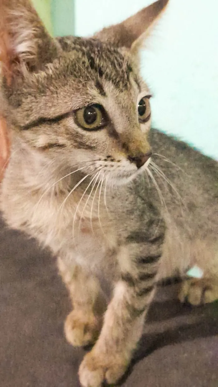 Gato ra a SRD-ViraLata idade 2 a 6 meses nome Gatinho filhote( fiv felv negativos)