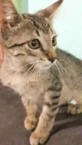 Gatinho filhote( fiv felv negativos)