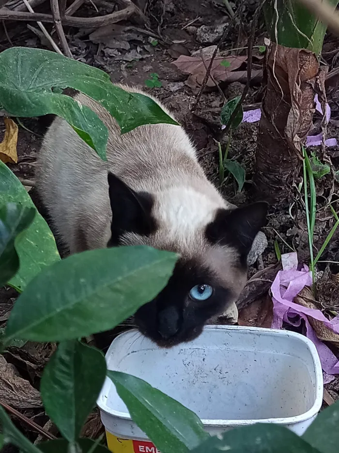 Gato ra a Siamês idade 2 a 6 meses nome Não tem 