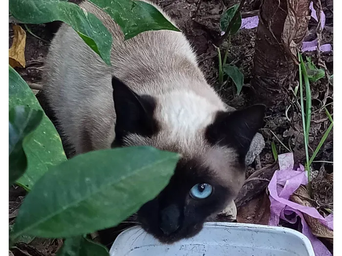 Gato ra a Siamês idade 2 a 6 meses nome Não tem 