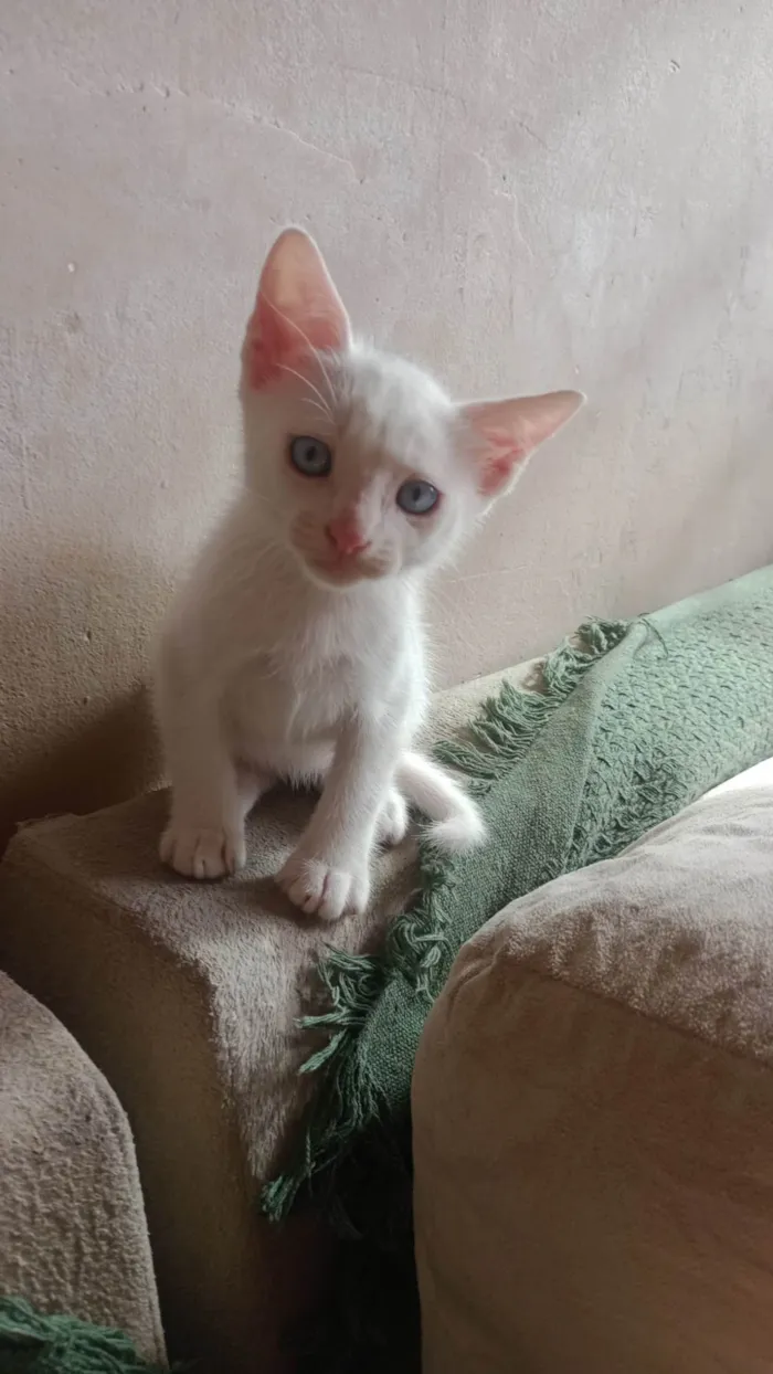 Gato ra a SRD vira lata idade 2 a 6 meses nome Gatinhos 