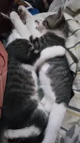 Gatinhos 