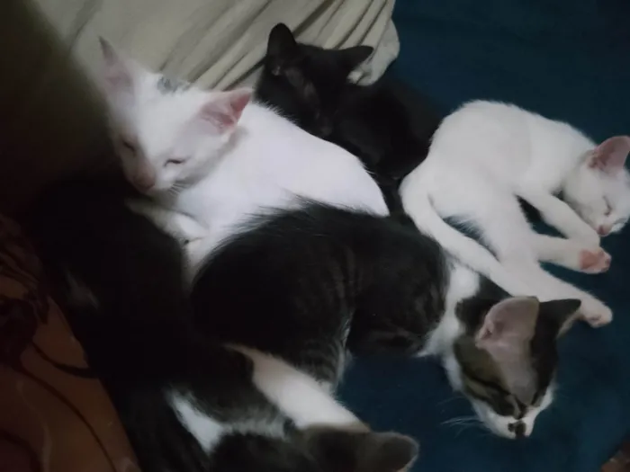 Gato ra a SRD vira lata idade 2 a 6 meses nome Gatinhos 