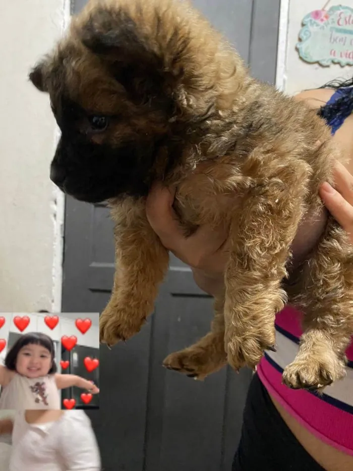 Cachorro ra a  idade 2 a 6 meses nome sem nome