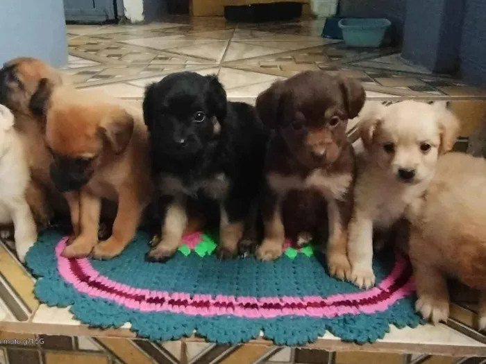 Cachorro ra a Vira lata idade  nome Toia