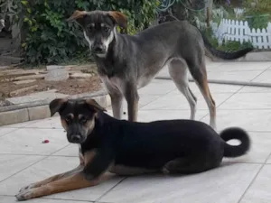 Cachorro raça SRD-ViraLata idade 7 a 11 meses nome Tininha e Belinha