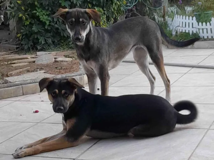 Cachorro ra a SRD-ViraLata idade 7 a 11 meses nome Tininha e Belinha