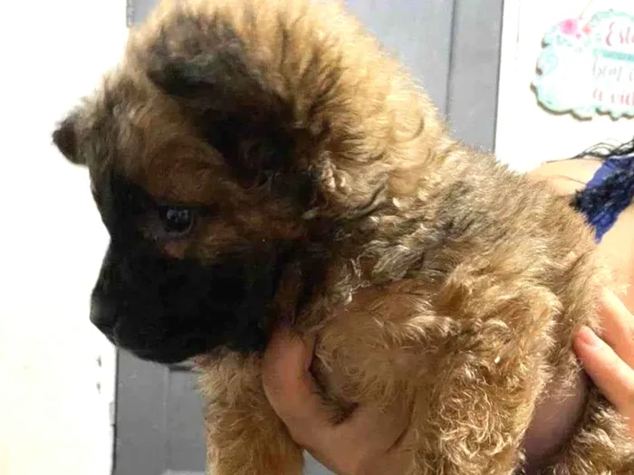 Cachorro ra a  idade 2 a 6 meses nome sem nome