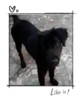 Cachorro raça SRD-ViraLata idade 7 a 11 meses nome Tampico