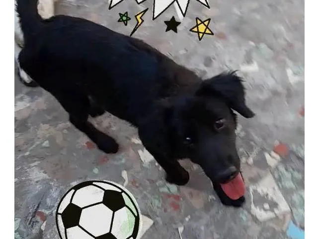 Cachorro raça SRD-ViraLata idade 7 a 11 meses nome Tampico